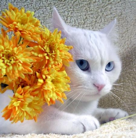 Les chats